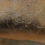 Precolumbian Moche Pututu with Gemstone Inlays - Imagen 14