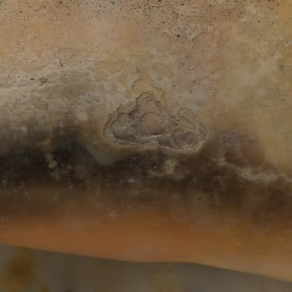 Precolumbian Moche Pututu with Gemstone Inlays - Image 14