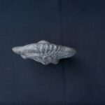 silbato moche - Image 6