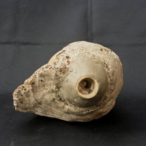 pututu inca - Image 2