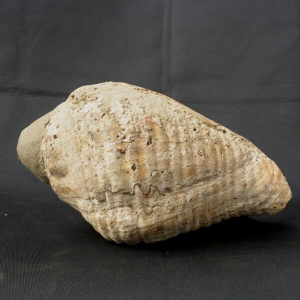 pututu inca - Image 3