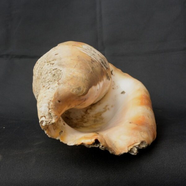 pututu inca - Image 4