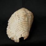 pututu inca - Image 5