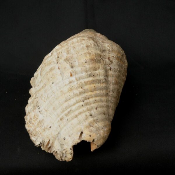 pututu inca - Image 5