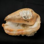 pututu inca - Image 6