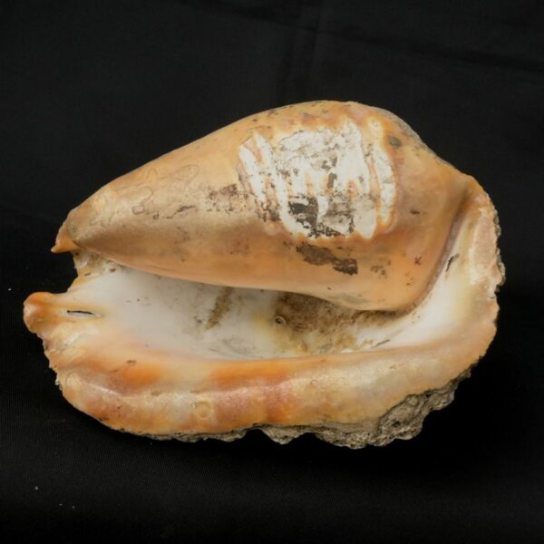 pututu inca - Image 6