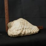 pututu inca - Image 7