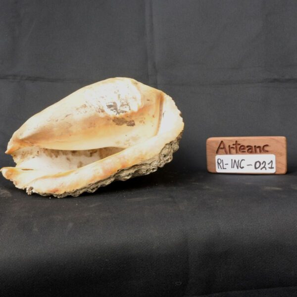 pututu inca - Image 8