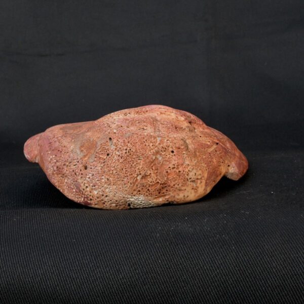 máscara de espondilus o concha de mar moche - Image 2