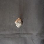 Pre-Columbian Inca Stone Figure of Pacha Papa - Image 9