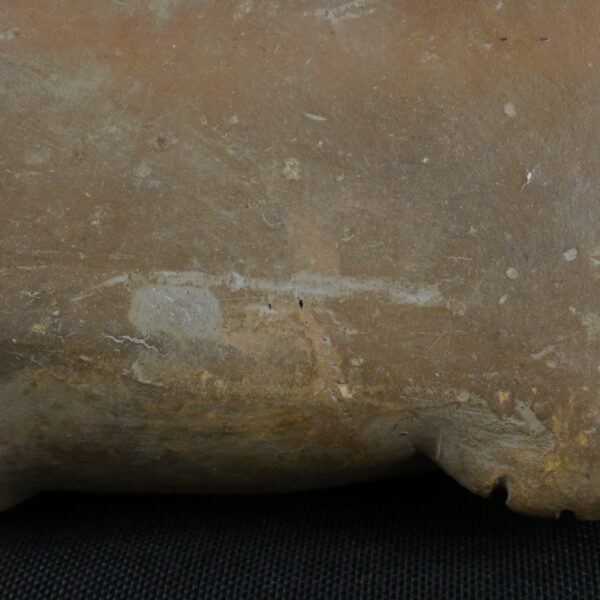 Pre Columbian Moche Ceramic Frog Bottle Ancient Andean Artifact Peru - Imagen 10