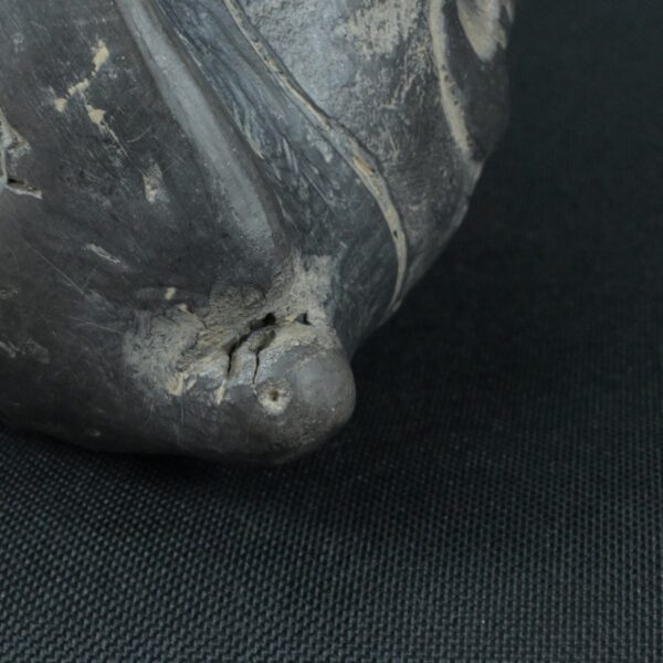 Pre Columbian Moche Ceramic Pututu Ritual Artifact Andean Collectible - Imagen 12