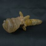 Pre Columbian Inca Quartz Stone Scepter Ceremonial Artifact - Imagen 4