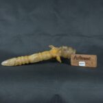 Pre Columbian Inca Quartz Stone Scepter Ceremonial Artifact - Imagen 12
