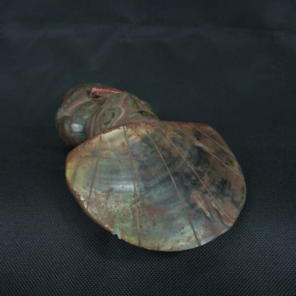 Pre Columbian Moche Turquoise Stone Warrior Ceremonial Artifact Peru - Imagen 9