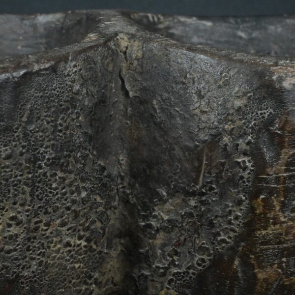 Pre Columbian Tiahuanaco Wooden Qocha Ritual Artifact Andean - Imagen 13