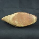 Pre Columbian Moche Ceramic Fish Vessel Ritual Artifact Peru - Imagen 10
